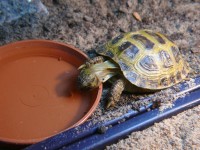 /album/tortellini/torti-9-jpg/
